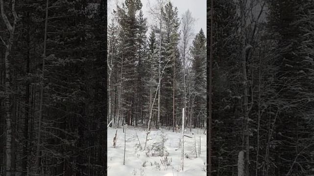 Валдай нашёл соболя