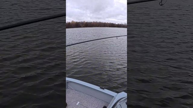 щука прыгнула из подсака #рыбалка #отдых