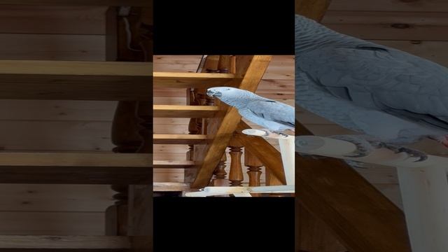 Аркаша на разборках