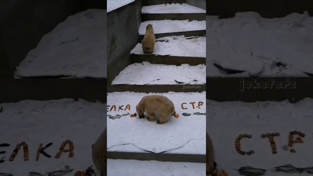 Красивое для Медвежат 😊 Белка и Стрелка