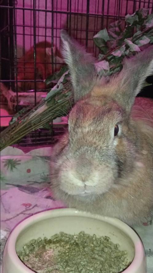 Анфисе нужна помощь #видео #кролик #приют #лечение #пермскийкрай #вдобрыеруки #помощь #спасение