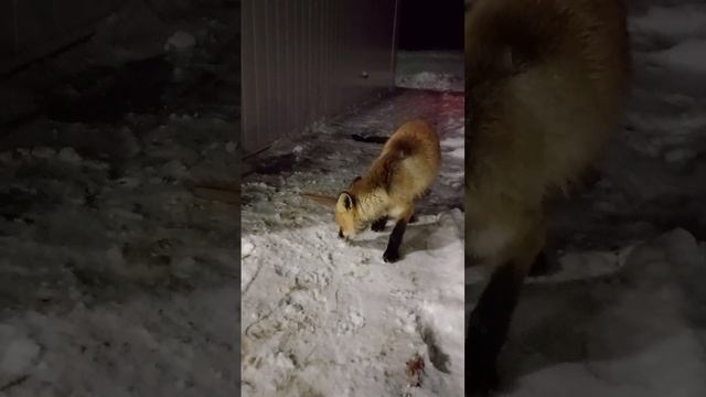На заправке #Shorts