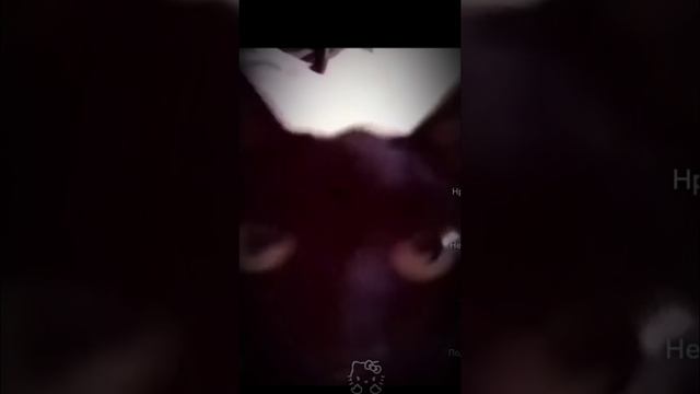 котики Вау ♪♫*•♪