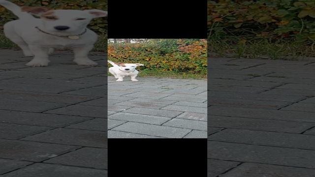 Оооочень храбрый пёс 🤣