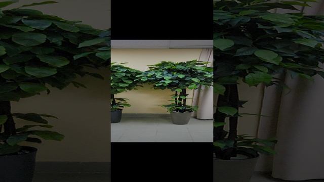 1000259718.mp4