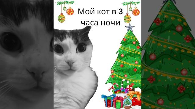 #мои́ кот