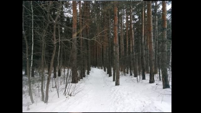 Лесопарк имени Академика Синягина