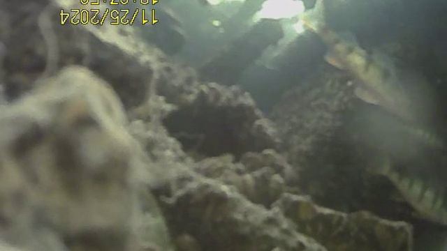 1000033549.mp4Волга гл 5м.25.11.2024г.