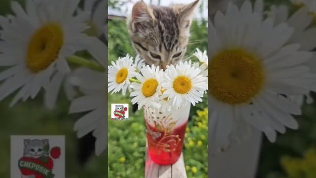 ❤️ ЛЮБОВЬ." Даже звезды не выше Любви! "