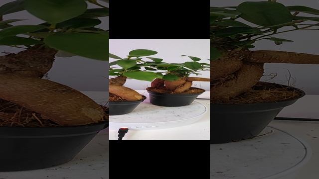 фикус гинсенг 9