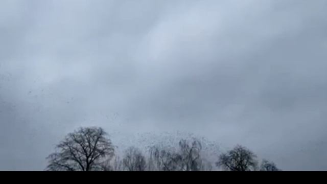 Примеры разума роя в природе и технологи