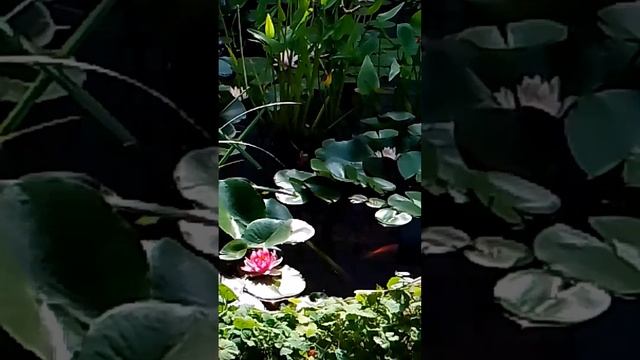 1000173266.mp4