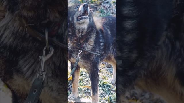 КРАСОТКА ДЖИНА
ПОМОГИТЕ СПАСТИ ЭТУ КРАСАВИЦУ!!!