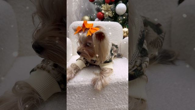 Одежда для маленьких собак в «Модные лапки»