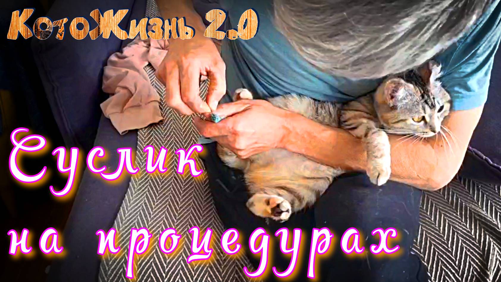 Суслик на процедурах