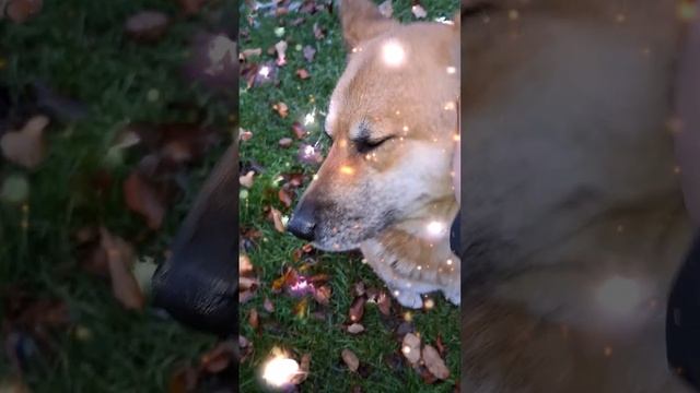 1000008039.mp4 (Собака смотрит на изготовленные упоры для выдвижной лестницы)