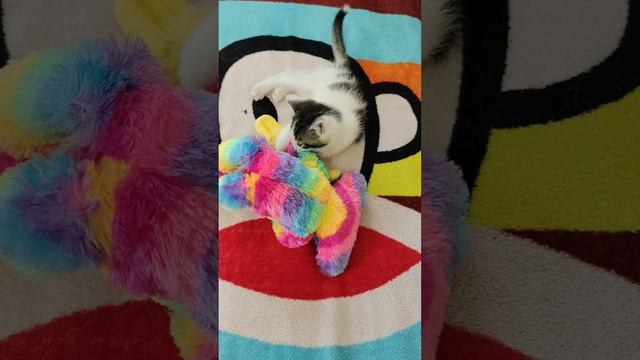 Маленький котенок дерется с Хагги Вагги. Шорты.