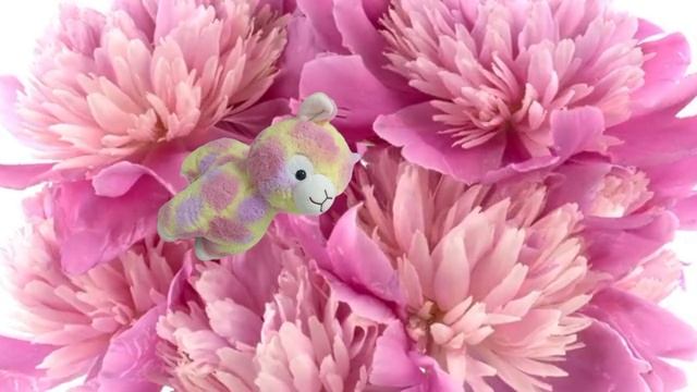 кап кут