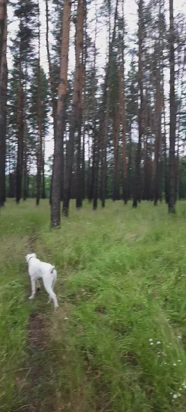 Сердобск. Сосновый бор