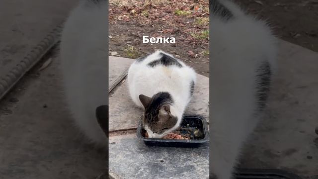 А вот как кошка Фрося жила на люке