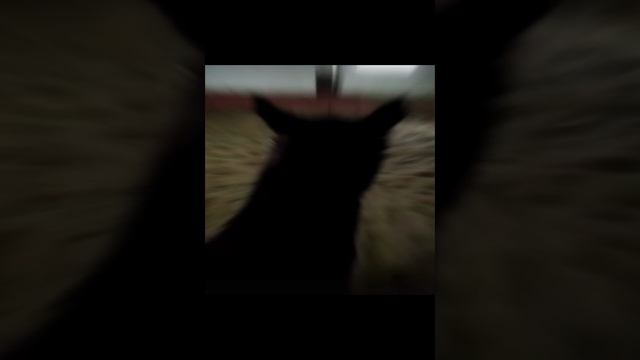 1000035557.mp4
