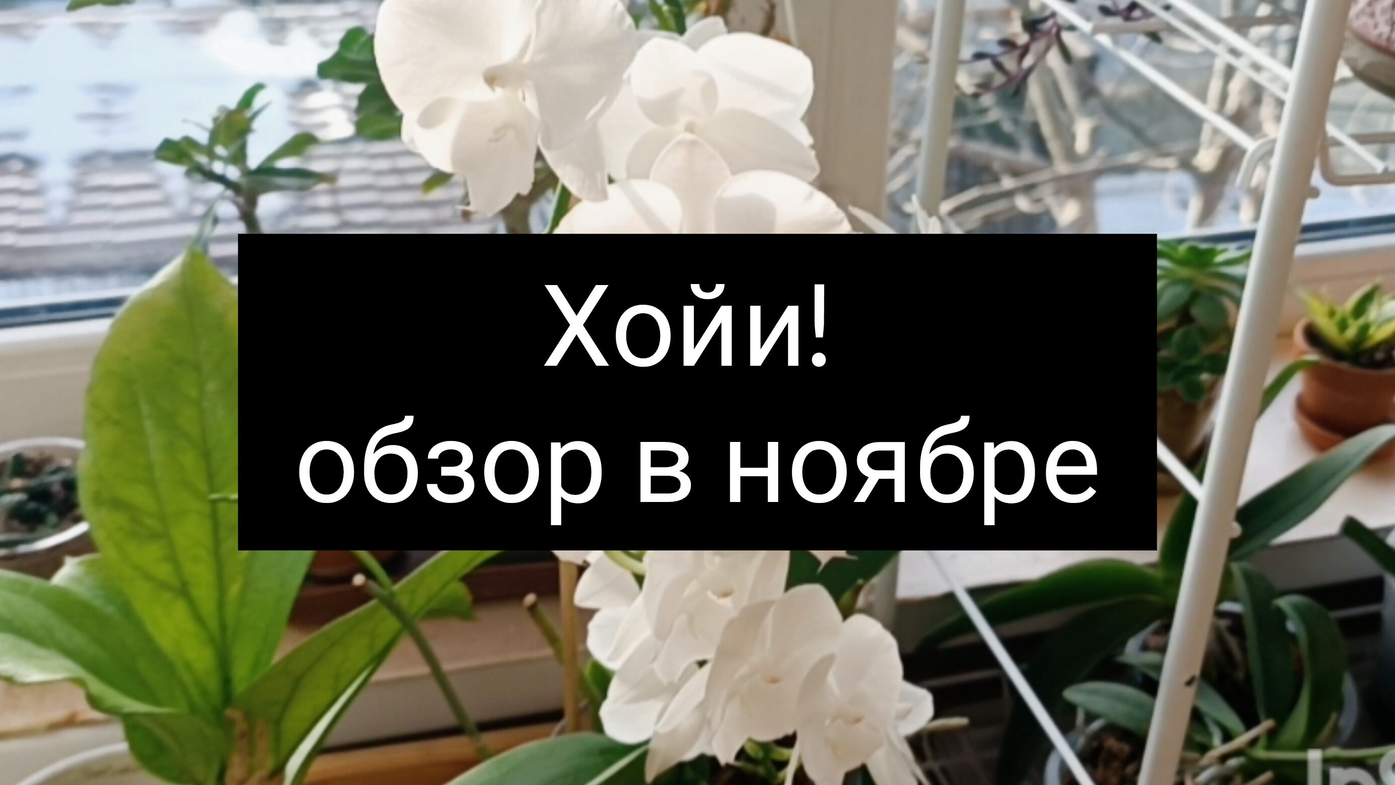 хойи! обзор в ноябре