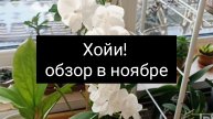 хойи! обзор в ноябре