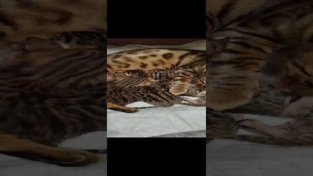 Заботливая Эмми.mp4