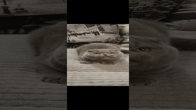 Котик скоттиш фолд голубой