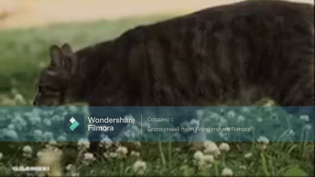 Мое видео-1