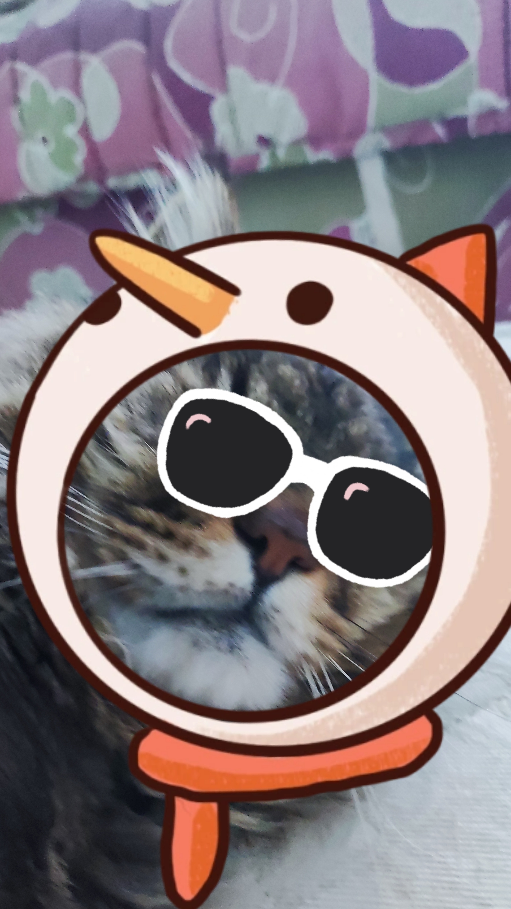 мой кот
