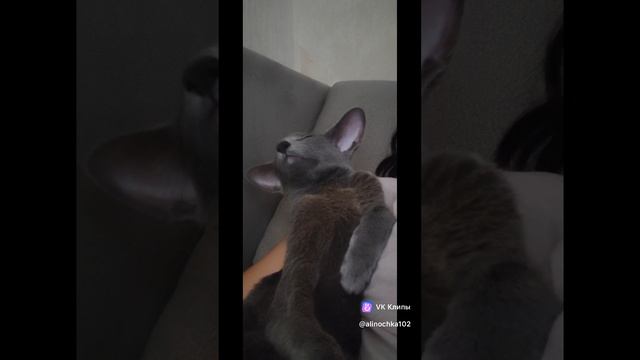 #ОриенталАссоль
