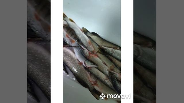 1000010762.mp4