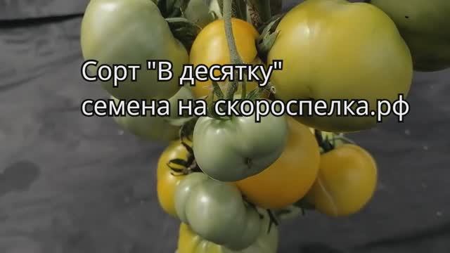 Вкусный, урожайный, жёлтый, скороспелый сорт томата "В десятку". Прекрасно плодоносит.