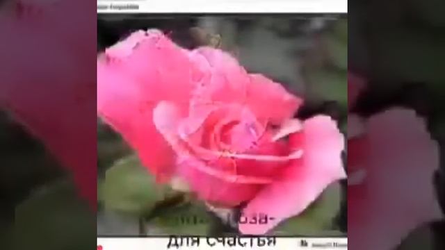 Девять прекрасных роз для тебя. День влюбленных. Музыкальная открытка.