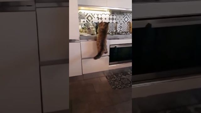 кошачий поцелуй