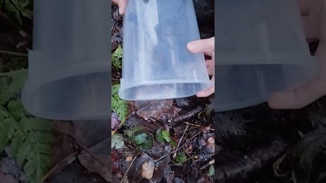 Поймали и отпускаем диких лесных грызунов.
