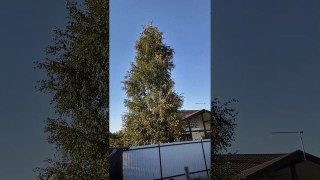 Не стой под стаей