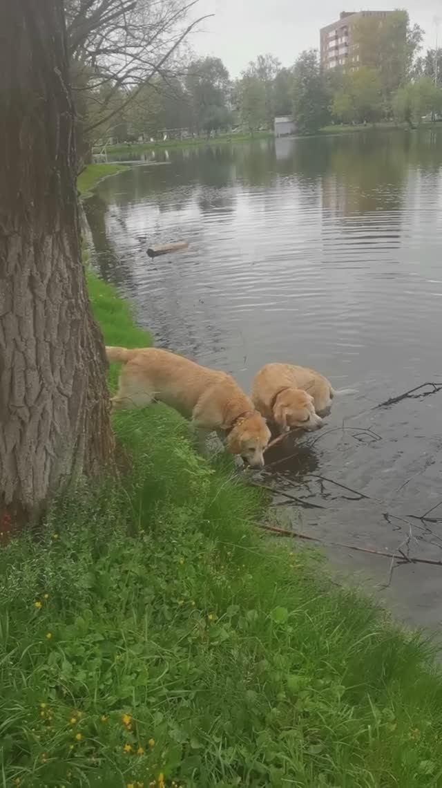 Два бобра чистят озеро