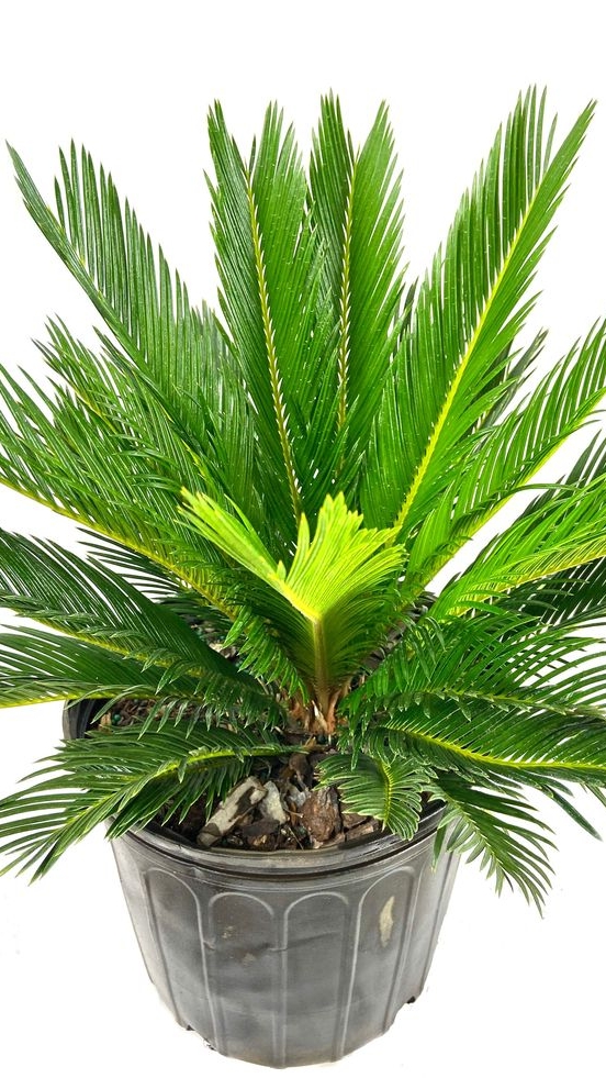 Цикас Революта Cycas revoluta