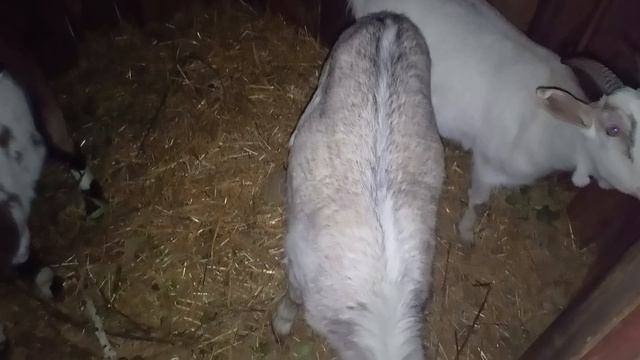 Животные 🐐🐏 в Деревне 🏡 - Ночью в Сарае