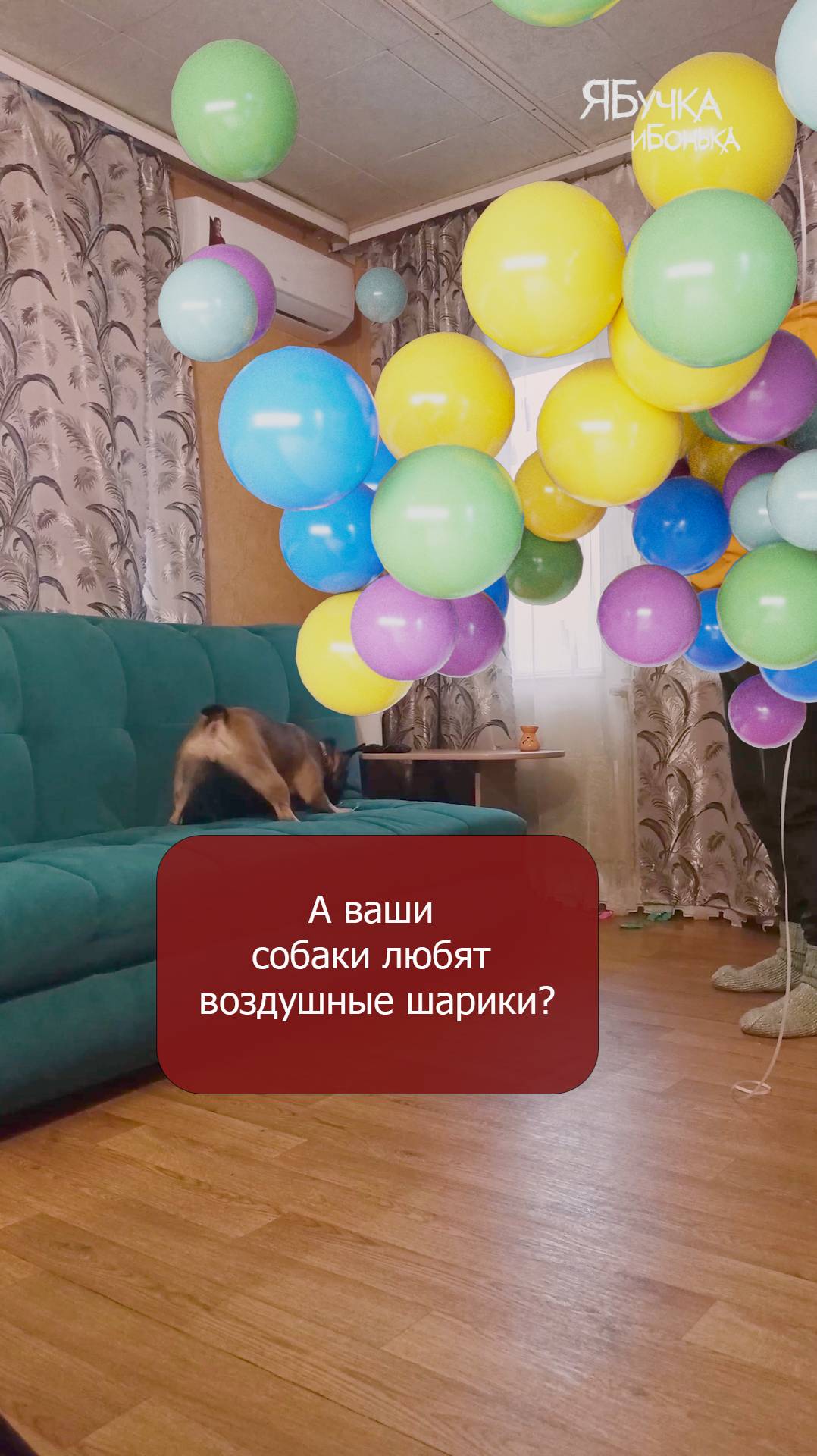 А ваши собаки любят воздушные шарики? Бонька настоящий вандал)