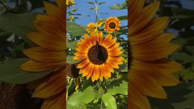 VID_20241125_200645_776.mp4