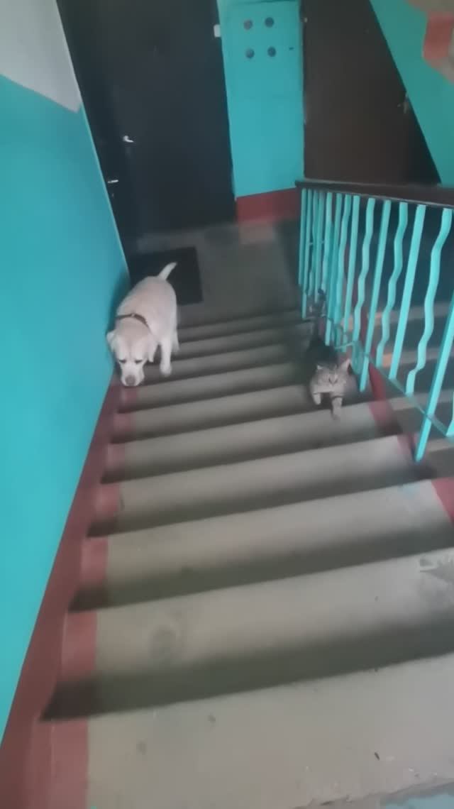 Соседский кот идет к нам на ужин