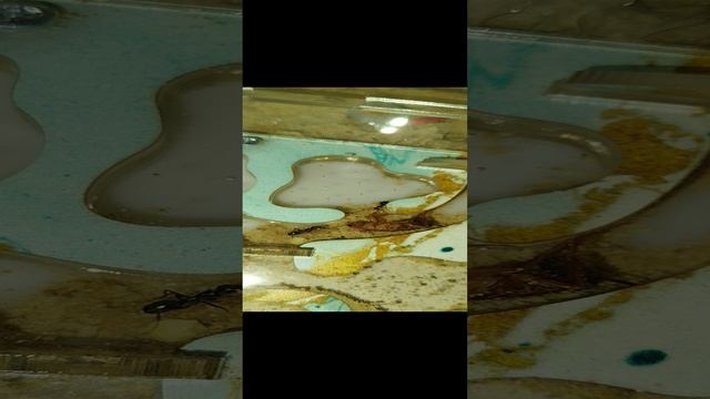 муравьи степные бегунки кушают таракана