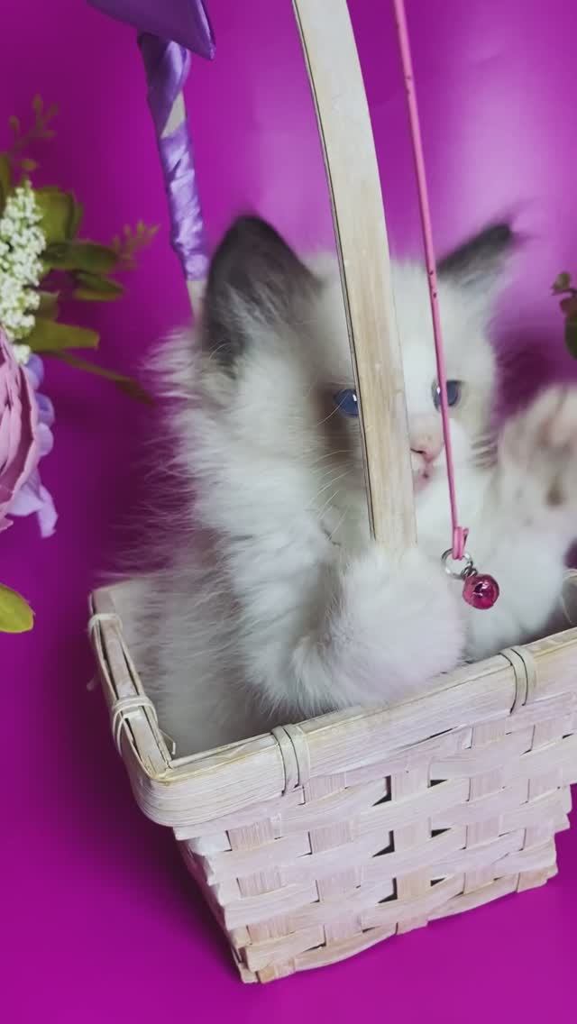 Малыш рэгдолл Winky 💙 
https://vk.com/okcats_40
Inst: @okcats_40
