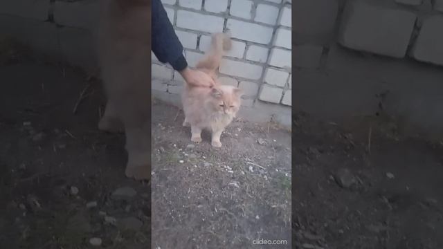 1000072126.mp4