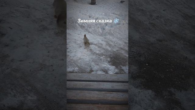 Зимняя сказка ❄️