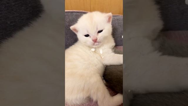 Котятам кошки Кайли 20 дней.