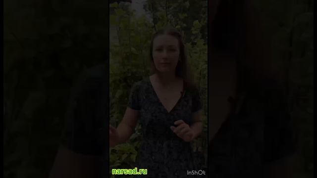 Как выбрать сорт яблони?